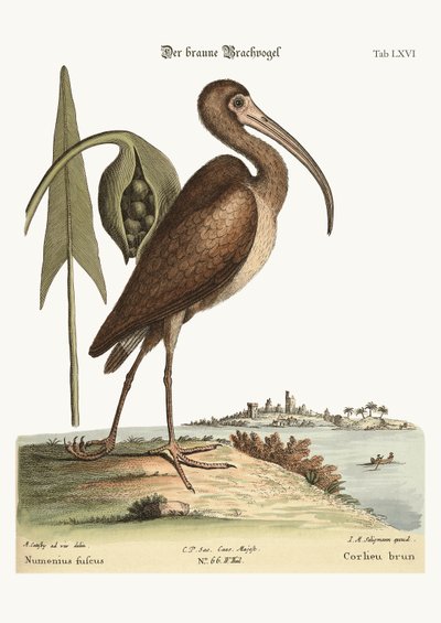 The Brown Curlew, 1749-73 by Mark Catesby